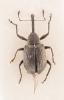 Anthonomus rubi